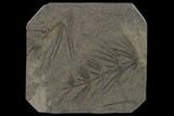 Fossil Pennsylvanian Horsetail (Asterophyllites) - France #114618-1